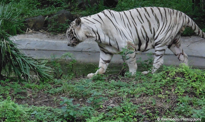 New Bengal Tiger Couple takes Katraj Zoo's Tiger Count to 8 - Urbanly