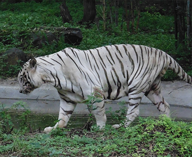 New Bengal Tiger Couple takes Katraj Zoo's Tiger Count to 8