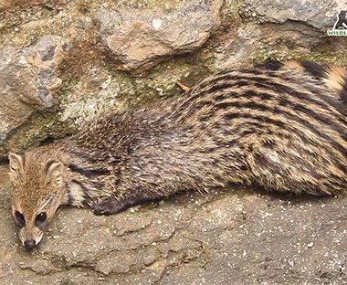 Pune: Civet cat rescued from 30-feet-deep well in Junnar