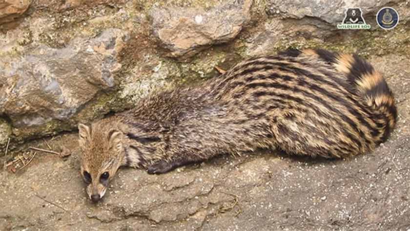 Pune: Civet cat rescued from 30-feet-deep well in Junnar