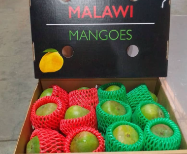 Malawi-Mango-in-Pune-Feature
