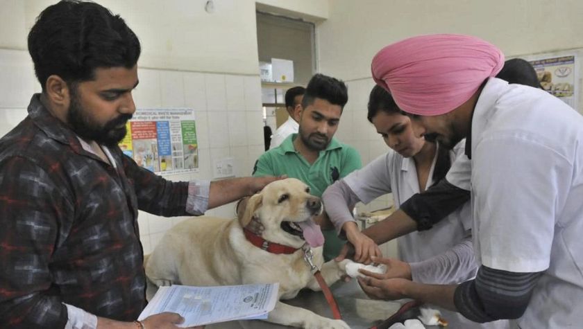 A super specialty veterinary hospital to be set up at Aundh, funded by PCMC