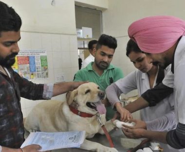 A super specialty veterinary hospital to be set up at Aundh, funded by PCMC