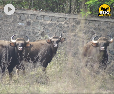 Watch Footage: 3 Gaurs made to carefully cross Pune-Bangalore Highway- safe rescue under 60 mins!