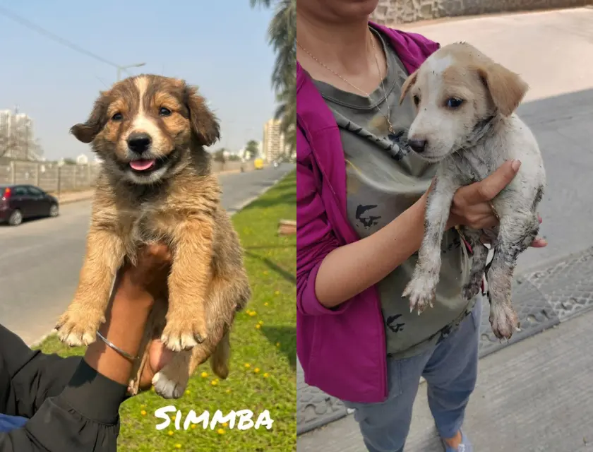 This Sunday, attend a Free Pet Adoption camp in Kharadi - Urbanly