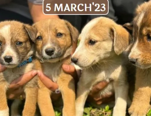 This Sunday, attend a Free Pet Adoption camp in Kharadi