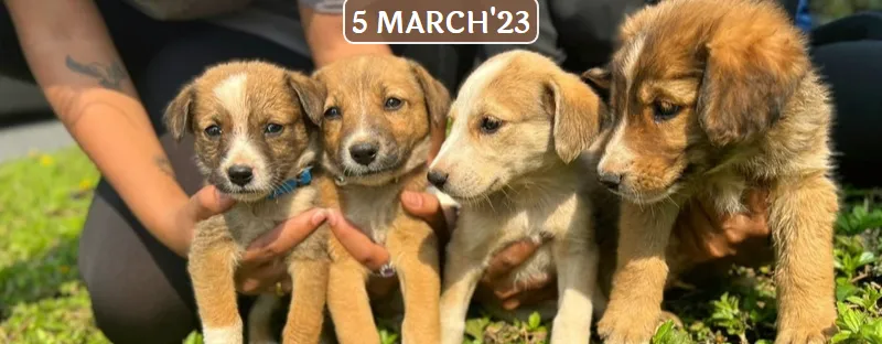 This Sunday, attend a Free Pet Adoption camp in Kharadi - Urbanly