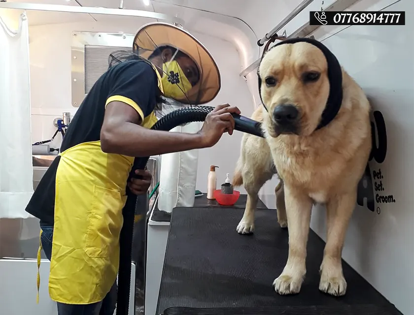 There's a new pet spa in Pune operating from a mobile van!