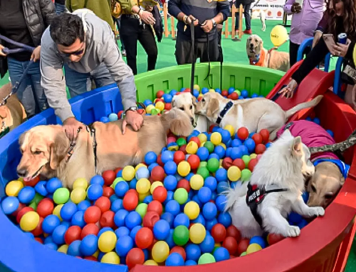 Drive your pets to a fun & free Petstival this weekend in Talegaon!