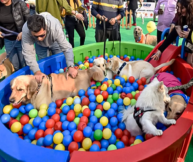 Drive your pets to a fun & free Petstival this weekend in Talegaon!